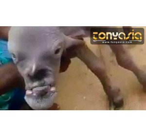 Video Kambing yang Berwajah 